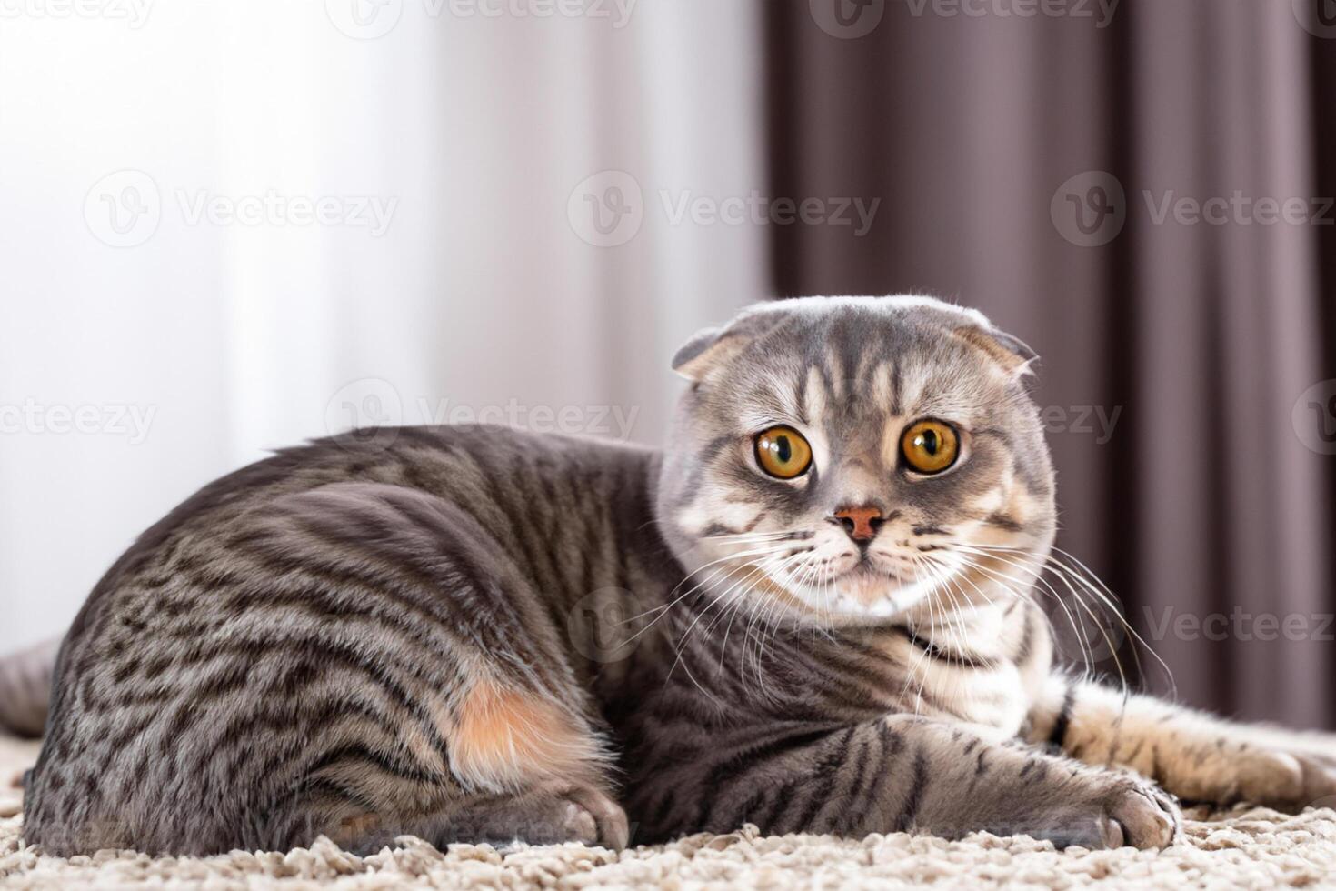 Embracing the Beauty of a Beautiful Cute Whiskered Charm Scottish Fold, Where Playful Elegance and Endearing Whiskers Combine in a Captivating Portrait of Feline Delight, Bringing Joy to Every Heart photo