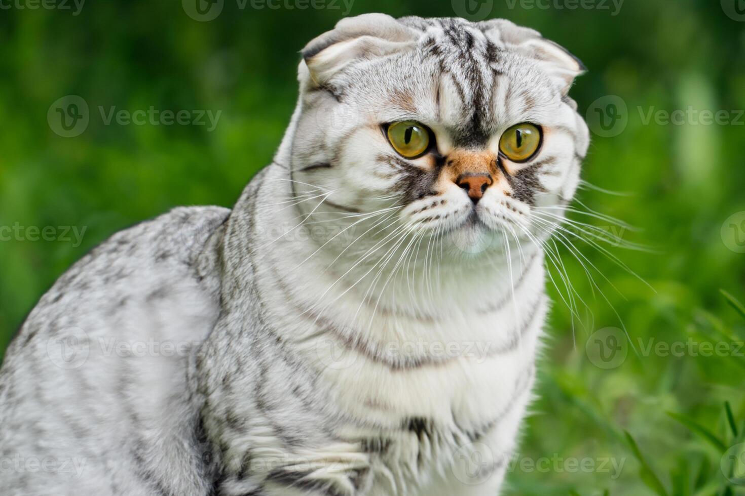 Embracing the Beauty of a Beautiful Cute Whiskered Charm Scottish Fold, Where Playful Elegance and Endearing Whiskers Combine in a Captivating Portrait of Feline Delight, Bringing Joy to Every Heart photo