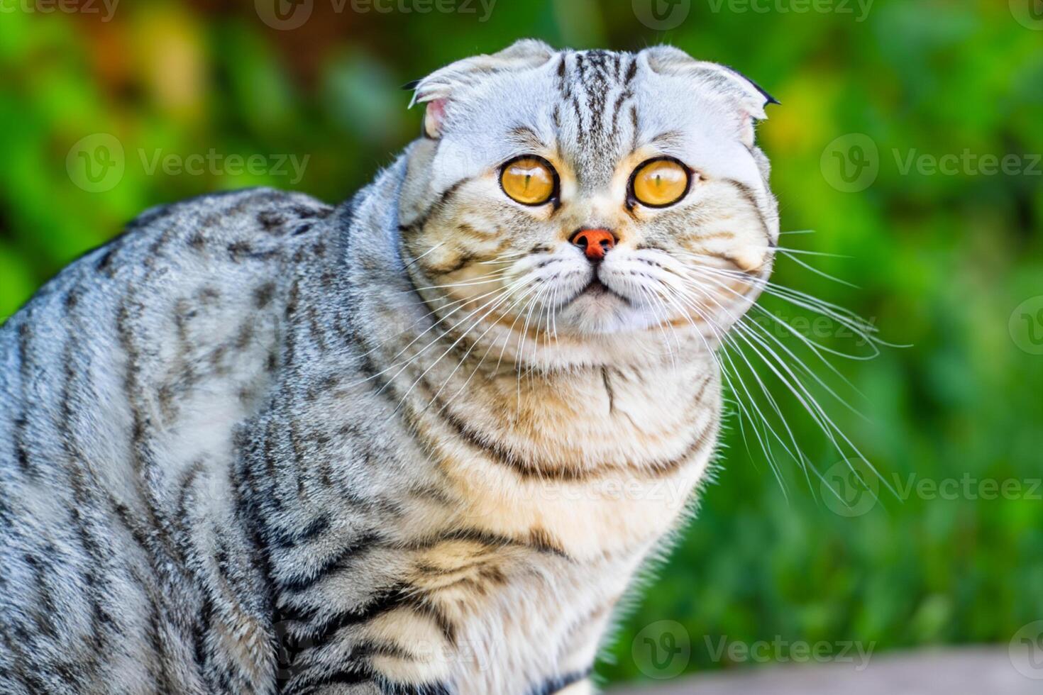 Embracing the Beauty of a Beautiful Cute Whiskered Charm Scottish Fold, Where Playful Elegance and Endearing Whiskers Combine in a Captivating Portrait of Feline Delight, Bringing Joy to Every Heart photo