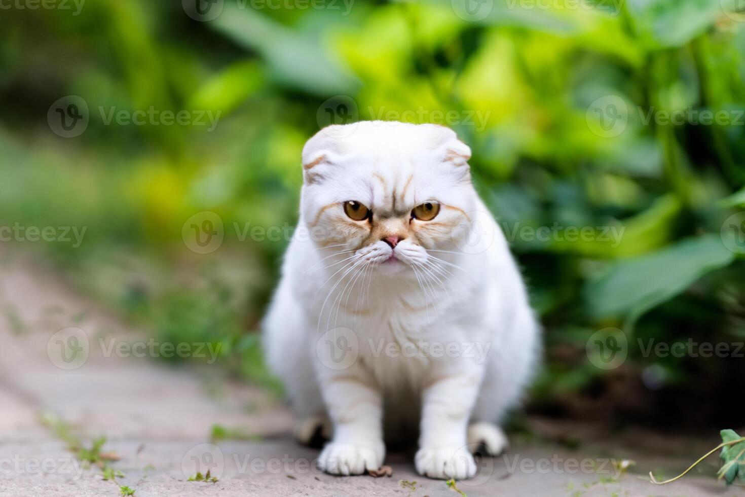 Embracing the Beauty of a Beautiful Cute Whiskered Charm Scottish Fold, Where Playful Elegance and Endearing Whiskers Combine in a Captivating Portrait of Feline Delight, Bringing Joy to Every Heart photo