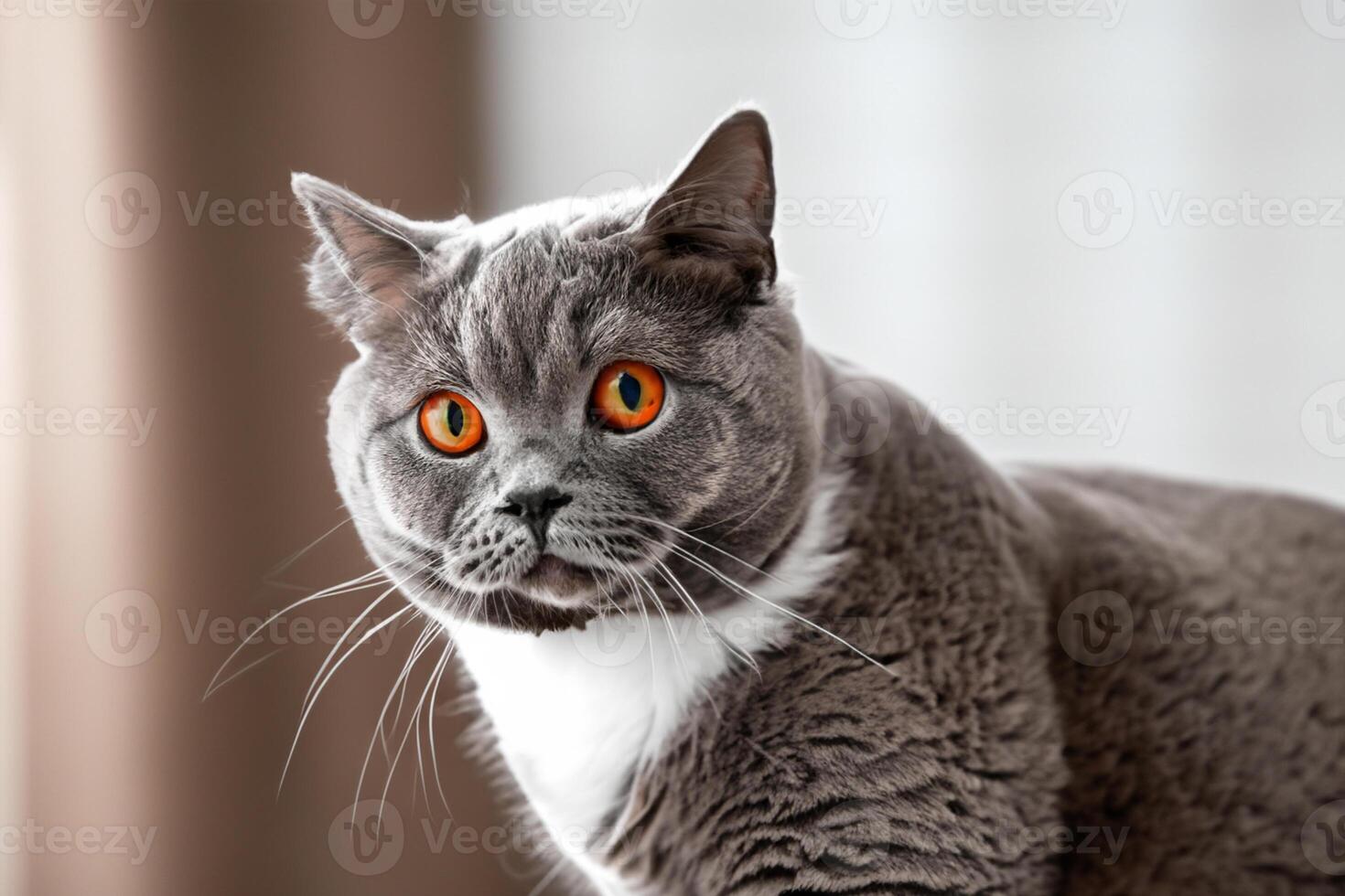 Embracing the Beauty of a Beautiful Cute Whiskered Charm Scottish Fold, Where Playful Elegance and Endearing Whiskers Combine in a Captivating Portrait of Feline Delight, Bringing Joy to Every Heart photo