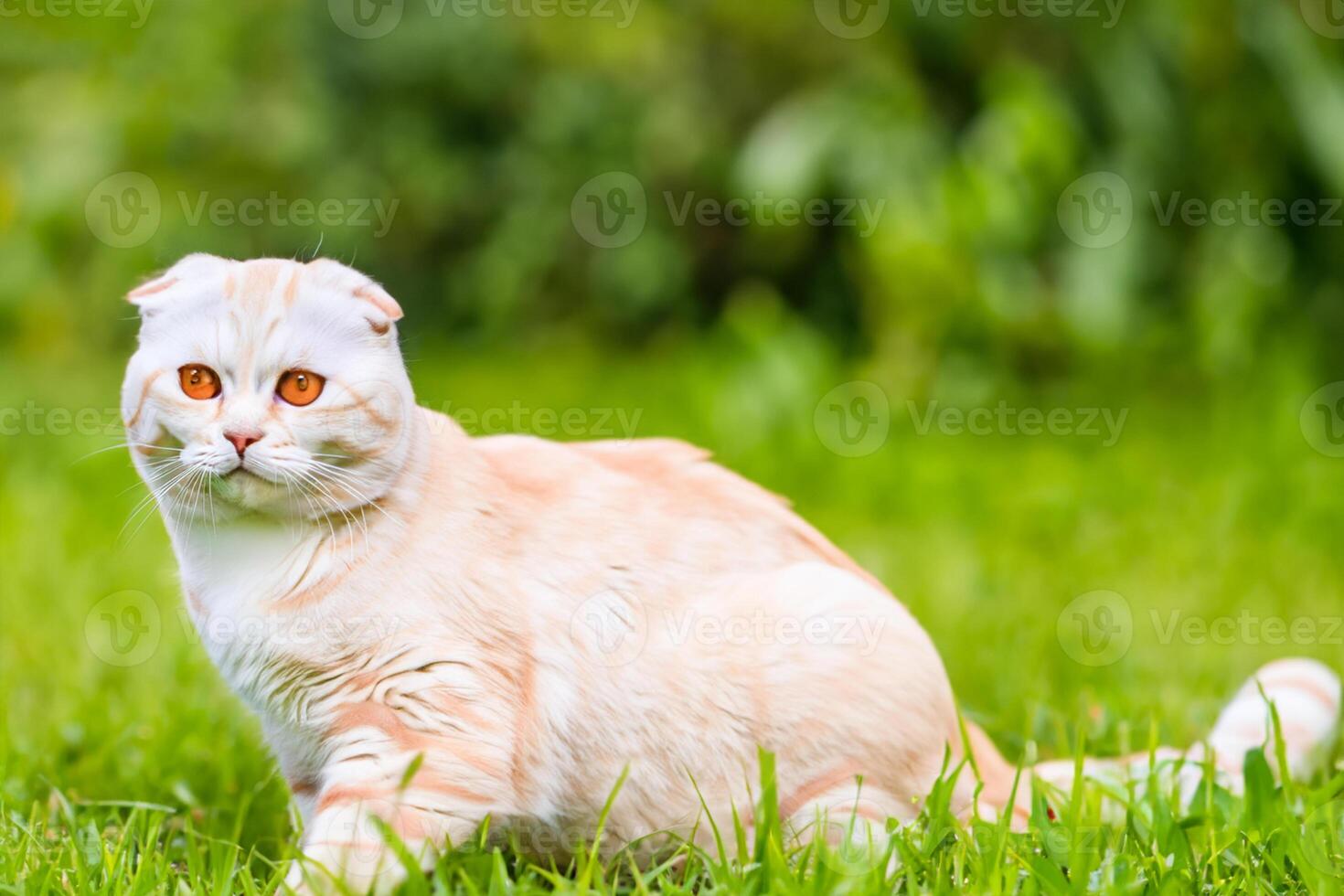 Embracing the Beauty of a Beautiful Cute Whiskered Charm Scottish Fold, Where Playful Elegance and Endearing Whiskers Combine in a Captivating Portrait of Feline Delight, Bringing Joy to Every Heart photo