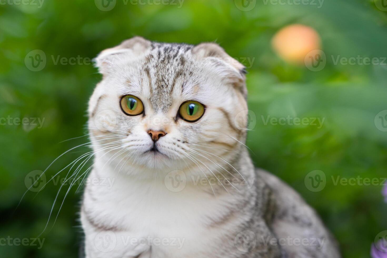 Embracing the Beauty of a Beautiful Cute Whiskered Charm Scottish Fold, Where Playful Elegance and Endearing Whiskers Combine in a Captivating Portrait of Feline Delight, Bringing Joy to Every Heart photo