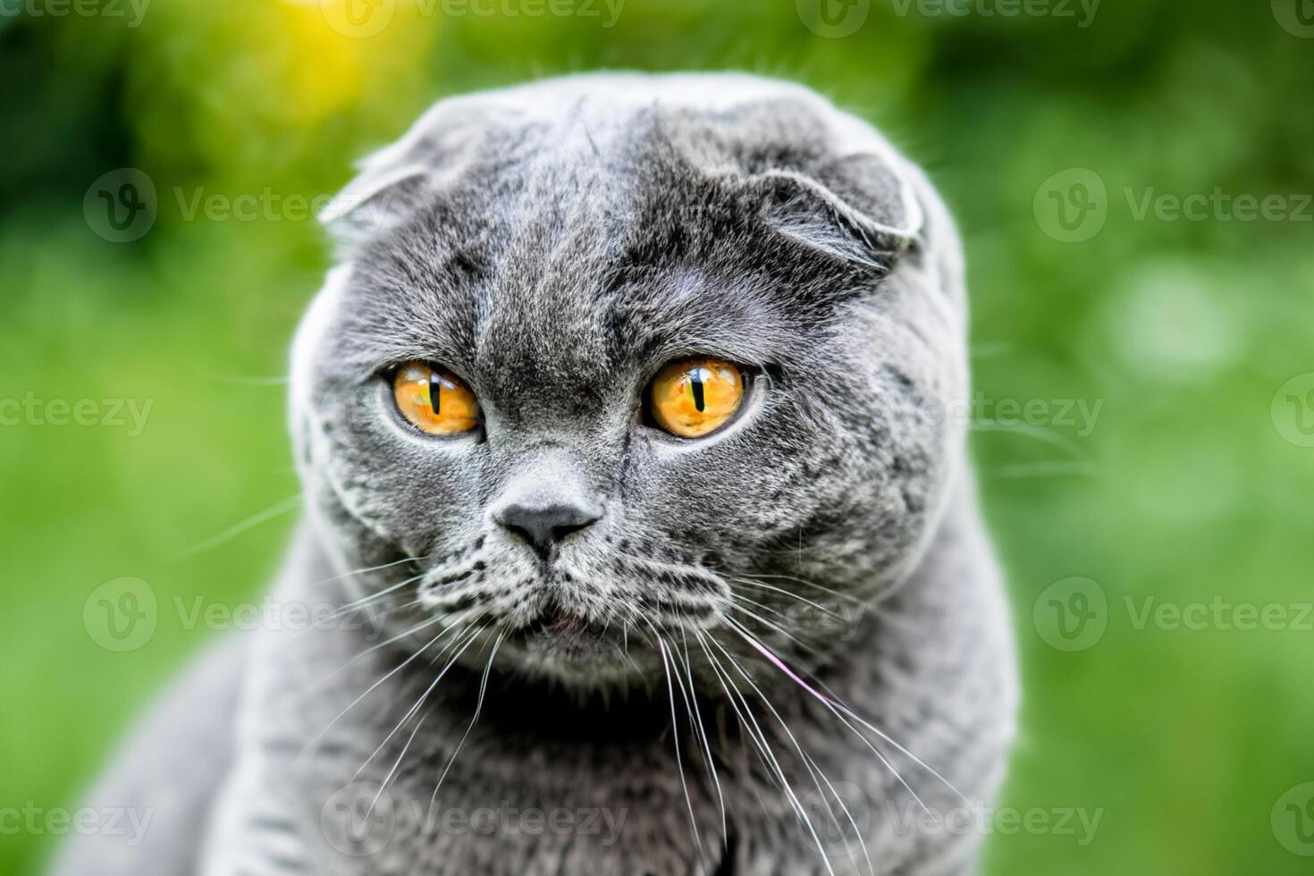 Embracing the Beauty of a Beautiful Cute Whiskered Charm Scottish Fold, Where Playful Elegance and Endearing Whiskers Combine in a Captivating Portrait of Feline Delight, Bringing Joy to Every Heart photo