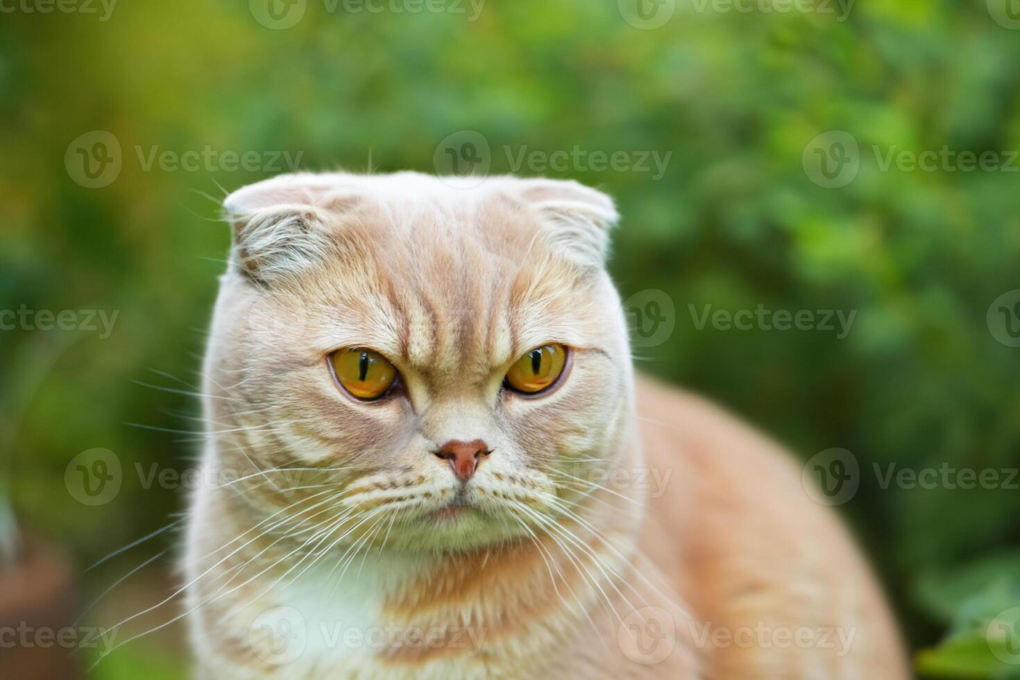 Embracing the Beauty of a Beautiful Cute Whiskered Charm Scottish Fold, Where Playful Elegance and Endearing Whiskers Combine in a Captivating Portrait of Feline Delight, Bringing Joy to Every Heart photo