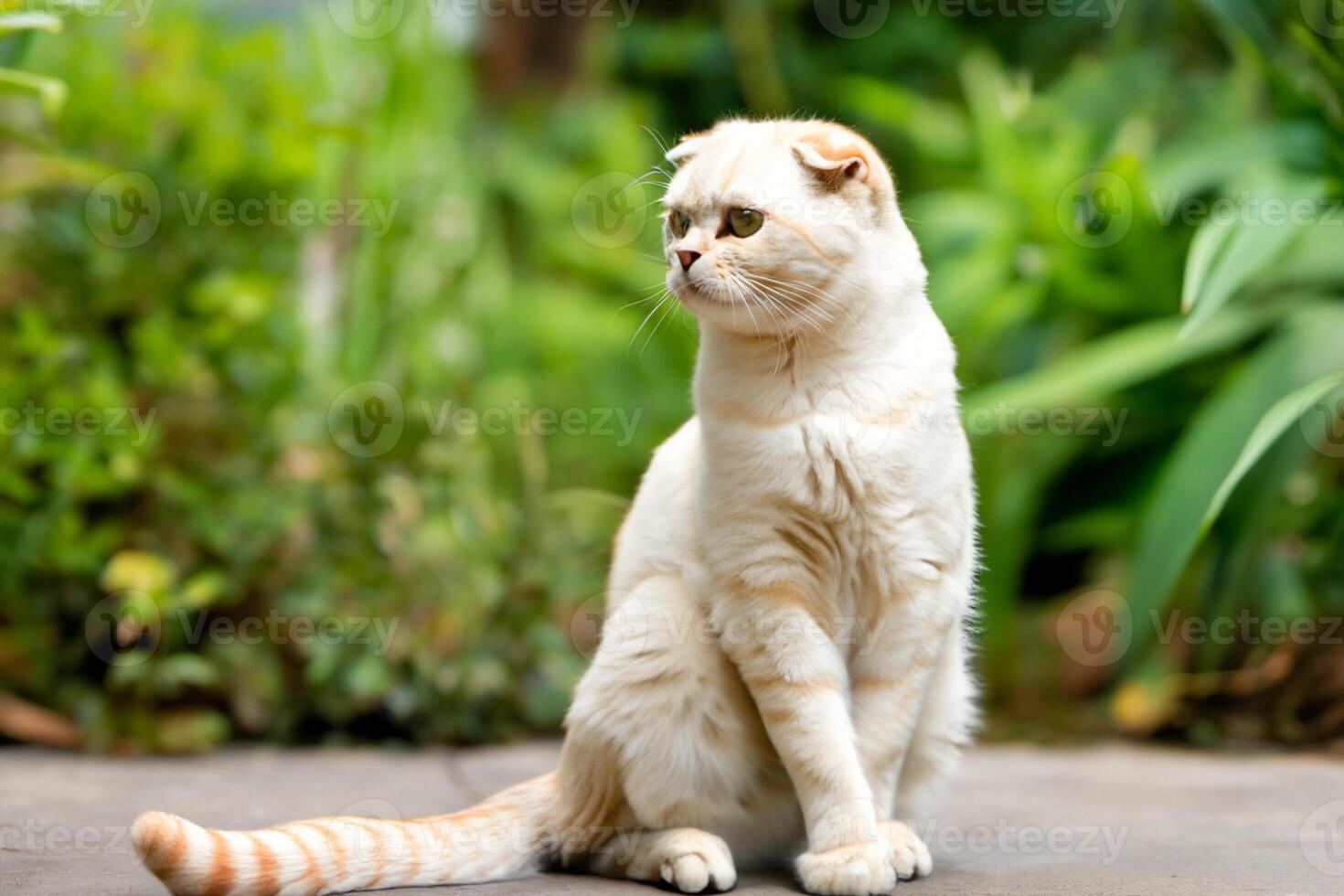 Embracing the Beauty of a Beautiful Cute Whiskered Charm Scottish Fold, Where Playful Elegance and Endearing Whiskers Combine in a Captivating Portrait of Feline Delight, Bringing Joy to Every Heart photo