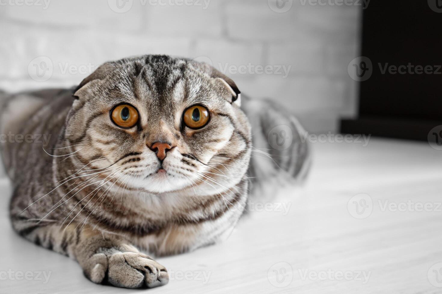 Embracing the Beauty of a Beautiful Cute Whiskered Charm Scottish Fold, Where Playful Elegance and Endearing Whiskers Combine in a Captivating Portrait of Feline Delight, Bringing Joy to Every Heart photo