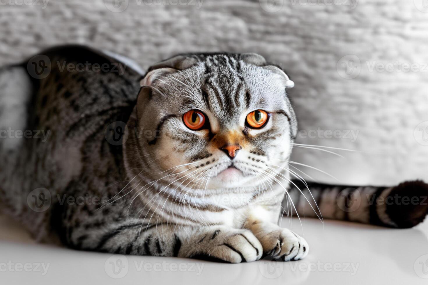 Embracing the Beauty of a Beautiful Cute Whiskered Charm Scottish Fold, Where Playful Elegance and Endearing Whiskers Combine in a Captivating Portrait of Feline Delight, Bringing Joy to Every Heart photo