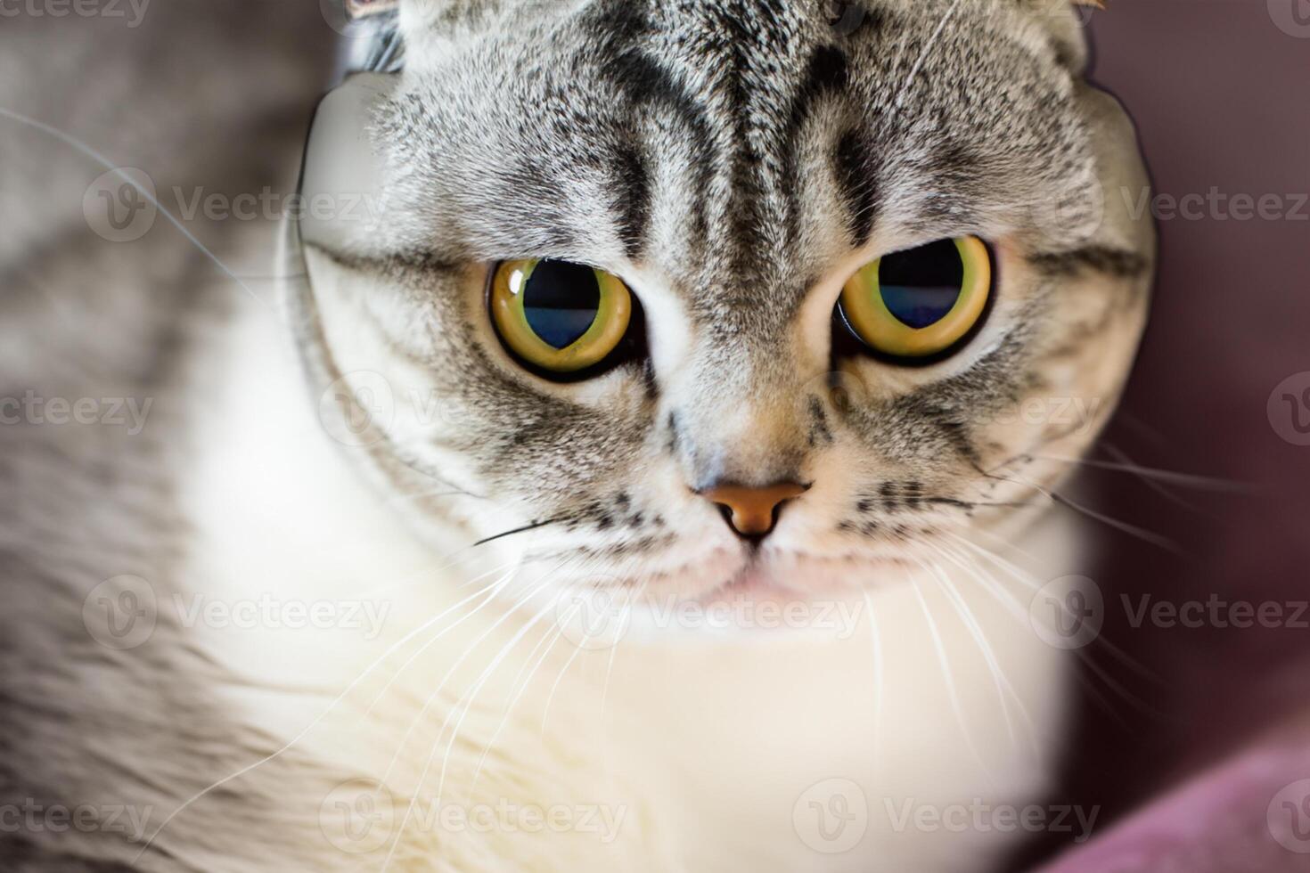 Embracing the Beauty of a Beautiful Cute Whiskered Charm Scottish Fold, Where Playful Elegance and Endearing Whiskers Combine in a Captivating Portrait of Feline Delight, Bringing Joy to Every Heart photo