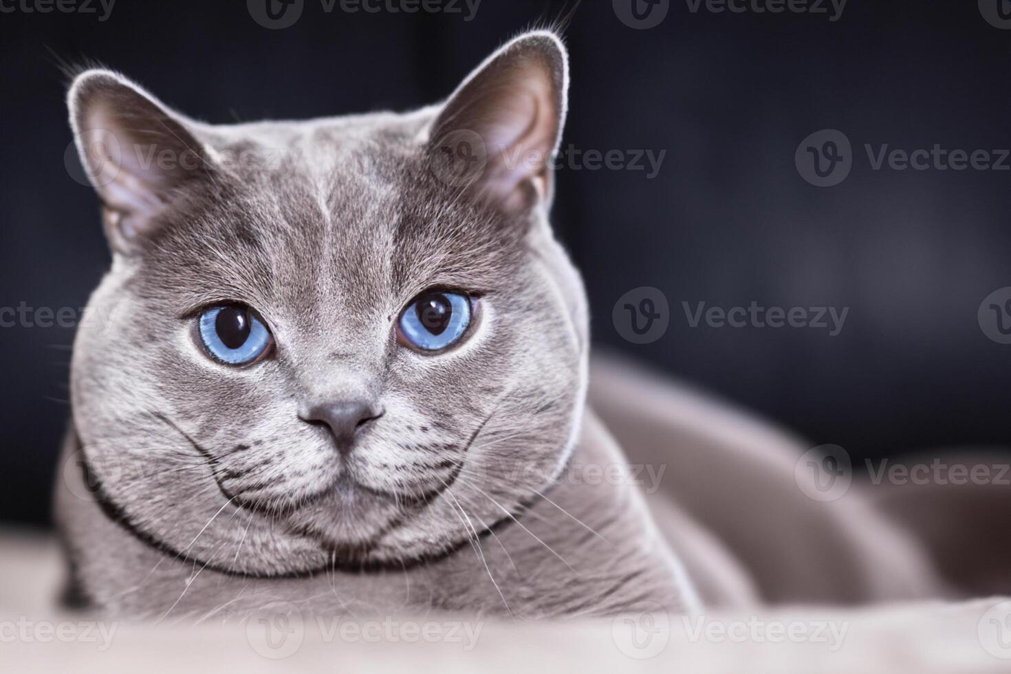 Embracing the Beauty of a Beautiful Cute Whiskered Charm Scottish Fold, Where Playful Elegance and Endearing Whiskers Combine in a Captivating Portrait of Feline Delight, Bringing Joy to Every Heart photo