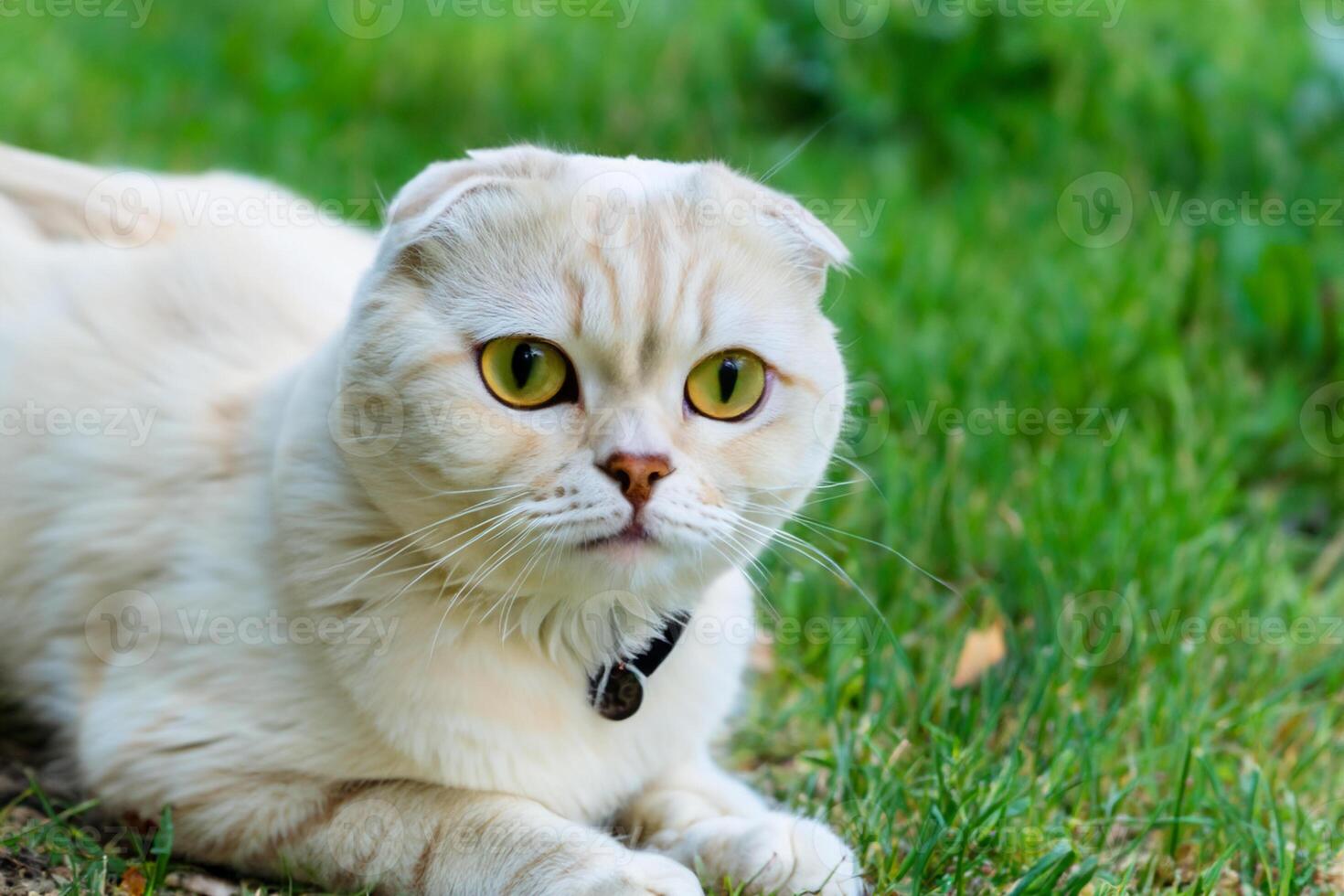 Embracing the Beauty of a Beautiful Cute Whiskered Charm Scottish Fold, Where Playful Elegance and Endearing Whiskers Combine in a Captivating Portrait of Feline Delight, Bringing Joy to Every Heart photo