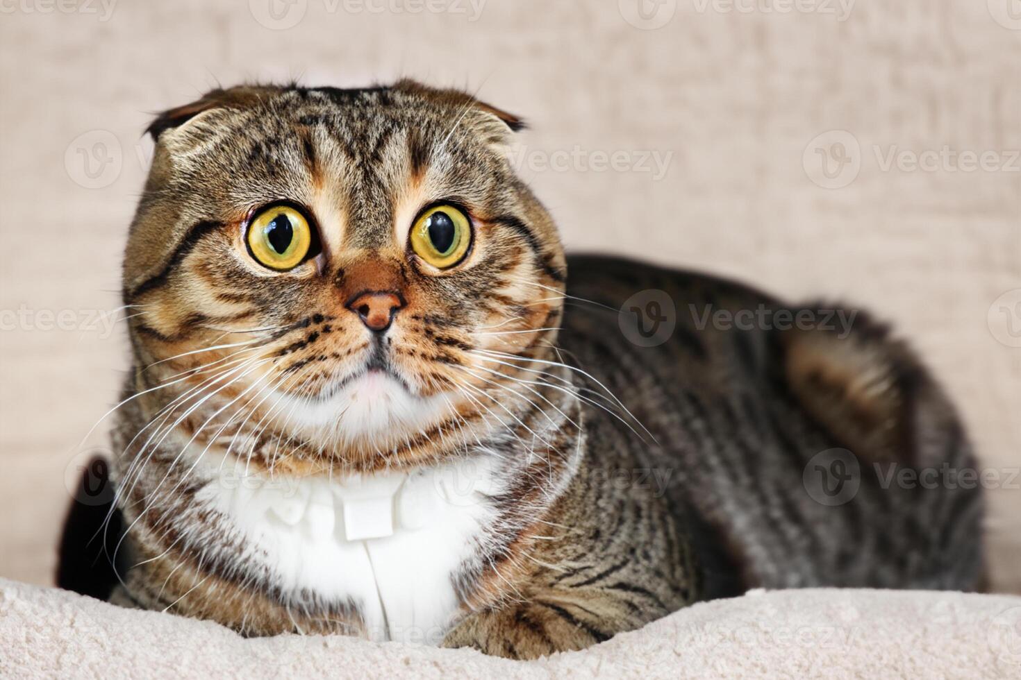 Embracing the Beauty of a Beautiful Cute Whiskered Charm Scottish Fold, Where Playful Elegance and Endearing Whiskers Combine in a Captivating Portrait of Feline Delight, Bringing Joy to Every Heart photo