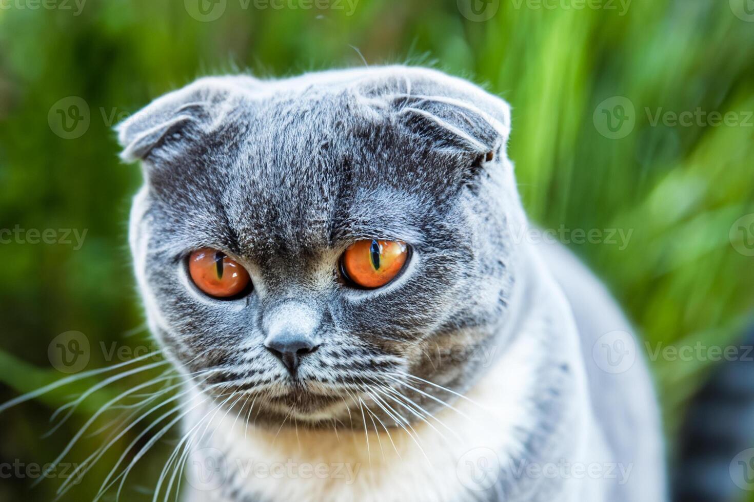 Embracing the Beauty of a Beautiful Cute Whiskered Charm Scottish Fold, Where Playful Elegance and Endearing Whiskers Combine in a Captivating Portrait of Feline Delight, Bringing Joy to Every Heart photo