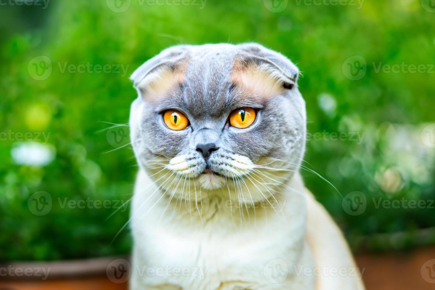 Embracing the Beauty of a Beautiful Cute Whiskered Charm Scottish Fold, Where Playful Elegance and Endearing Whiskers Combine in a Captivating Portrait of Feline Delight, Bringing Joy to Every Heart photo