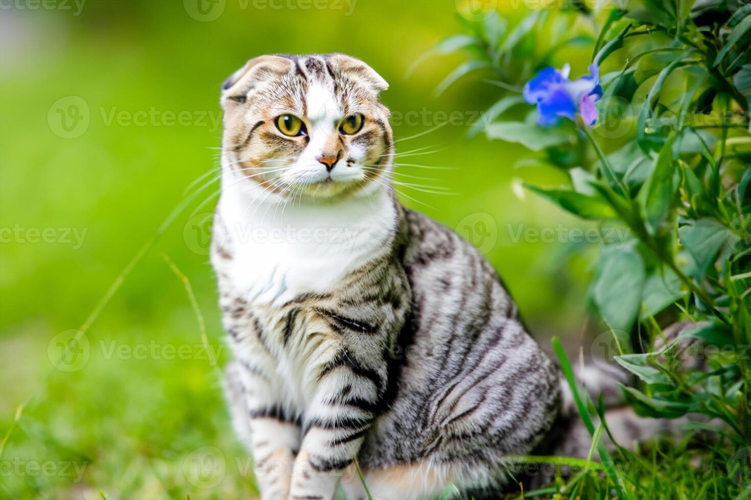 Embracing the Beauty of a Beautiful Cute Whiskered Charm Scottish Fold, Where Playful Elegance and Endearing Whiskers Combine in a Captivating Portrait of Feline Delight, Bringing Joy to Every Heart photo