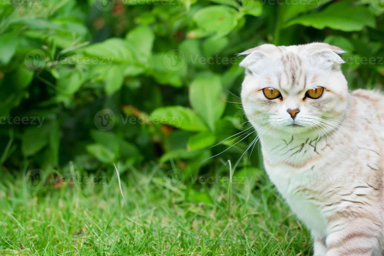 Embracing the Beauty of a Beautiful Cute Whiskered Charm Scottish Fold, Where Playful Elegance and Endearing Whiskers Combine in a Captivating Portrait of Feline Delight, Bringing Joy to Every Heart photo