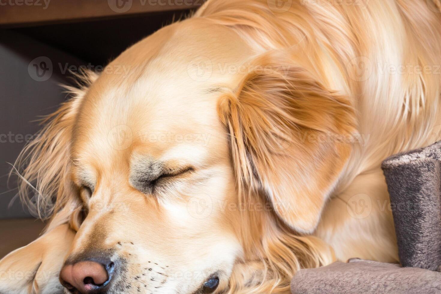 Capturing the Heartwarming Expression of a Beautiful Golden Retriever Dog, A Picture of Unconditional Love and Joyful Companionship photo