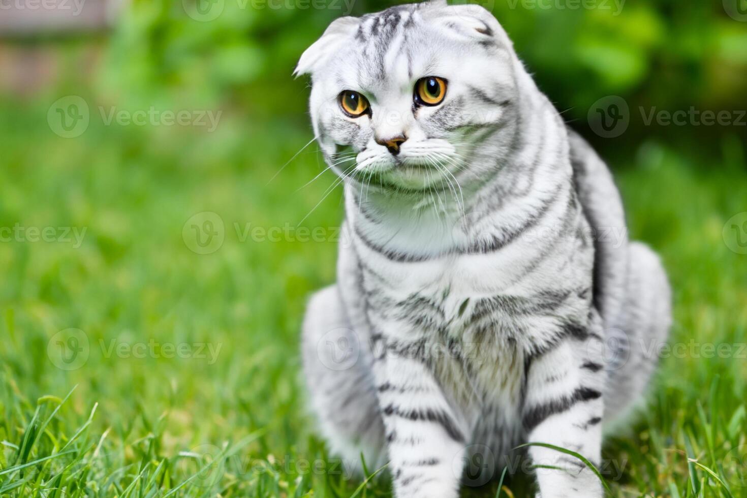 Embracing the Beauty of a Beautiful Cute Whiskered Charm Scottish Fold, Where Playful Elegance and Endearing Whiskers Combine in a Captivating Portrait of Feline Delight, Bringing Joy to Every Heart photo