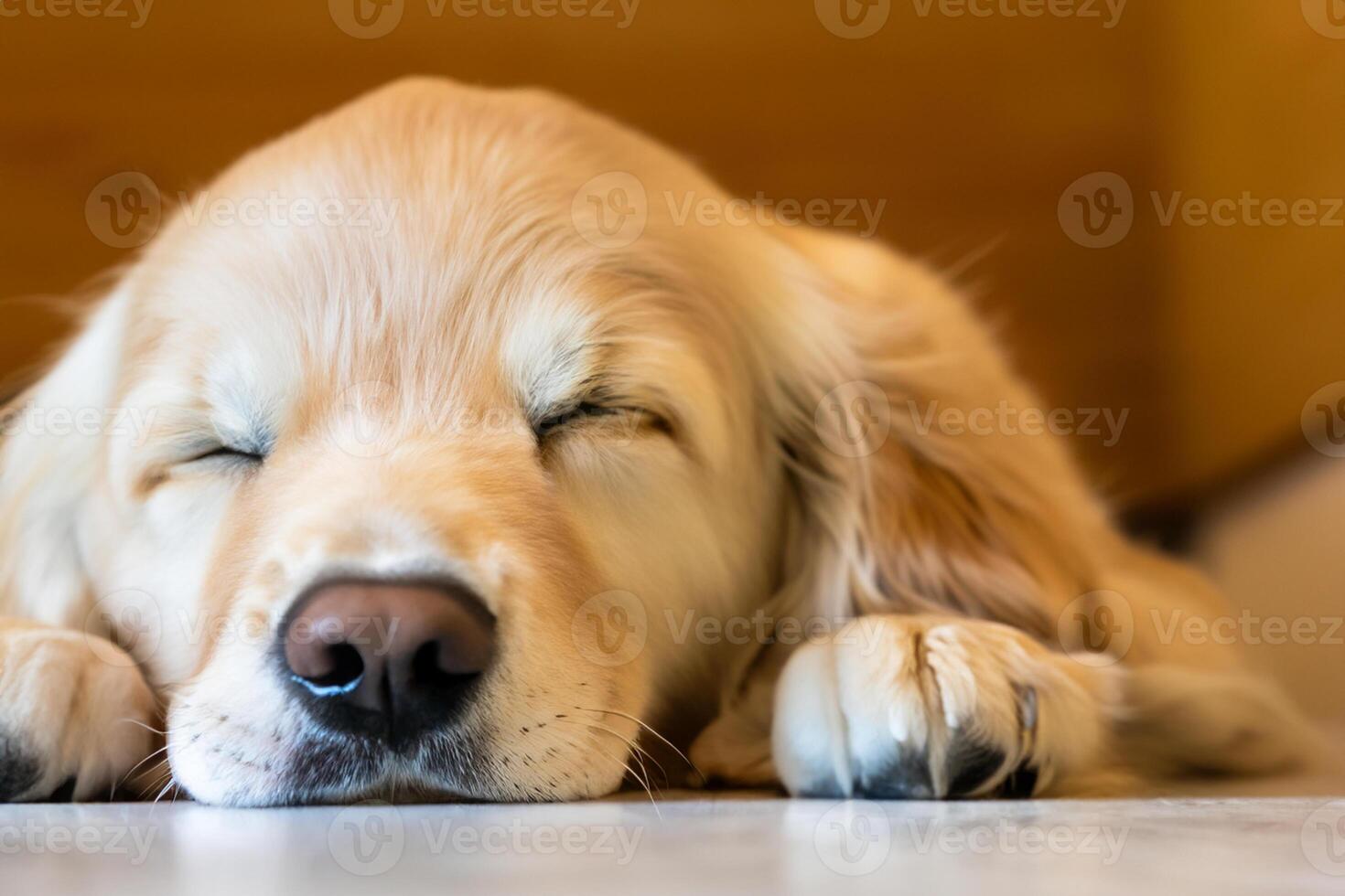 Capturing the Heartwarming Expression of a Beautiful Golden Retriever Dog, A Picture of Unconditional Love and Joyful Companionship photo