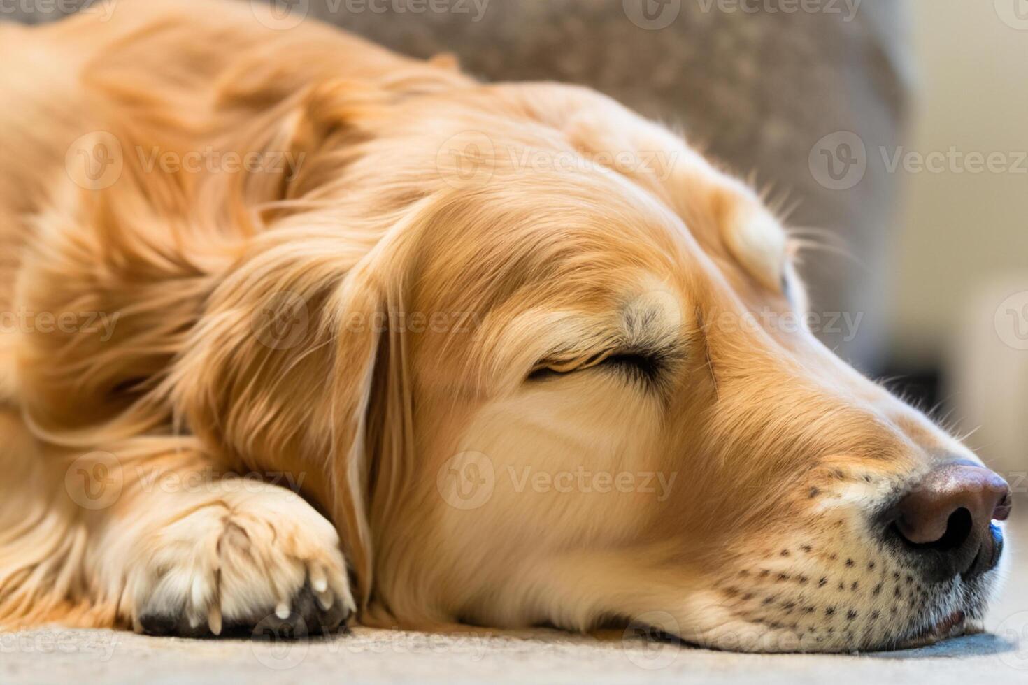 Capturing the Heartwarming Expression of a Beautiful Golden Retriever Dog, A Picture of Unconditional Love and Joyful Companionship photo