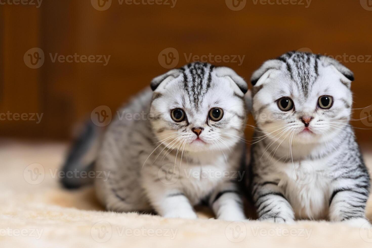 Twin Whiskered Elegance Capturing the Beauty of Beautiful Twin Whiskered Scottish Fold Expression, A Portrait of Feline Grace and Charm photo