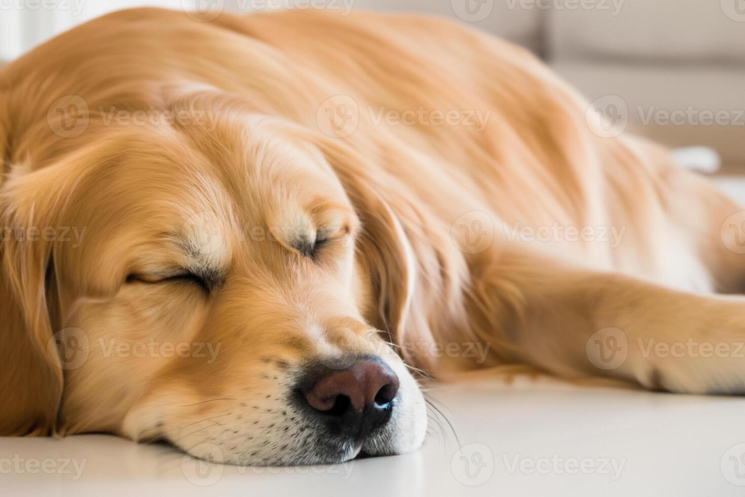 Capturing the Heartwarming Expression of a Beautiful Golden Retriever Dog, A Picture of Unconditional Love and Joyful Companionship photo