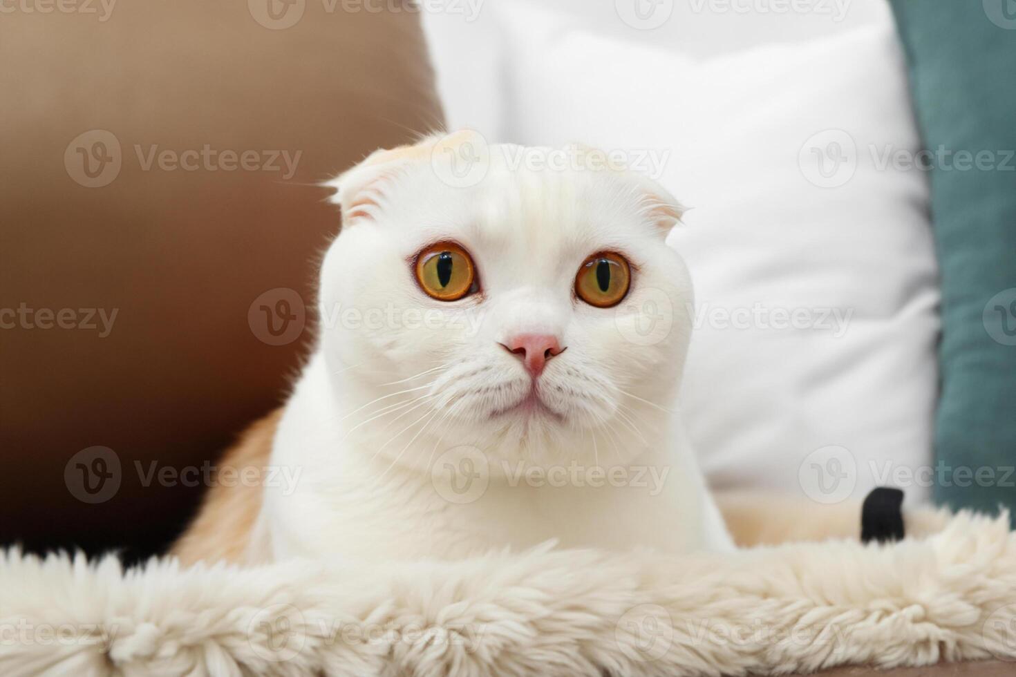 Embracing the Beauty of a Beautiful Cute Whiskered Charm Scottish Fold, Where Playful Elegance and Endearing Whiskers Combine in a Captivating Portrait of Feline Delight, Bringing Joy to Every Heart photo