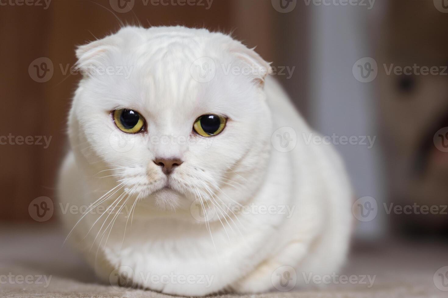 Embracing the Beauty of a Beautiful Cute Whiskered Charm Scottish Fold, Where Playful Elegance and Endearing Whiskers Combine in a Captivating Portrait of Feline Delight, Bringing Joy to Every Heart photo