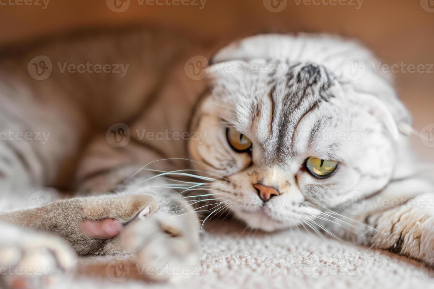 Embracing the Beauty of a Beautiful Cute Whiskered Charm Scottish Fold, Where Playful Elegance and Endearing Whiskers Combine in a Captivating Portrait of Feline Delight, Bringing Joy to Every Heart photo