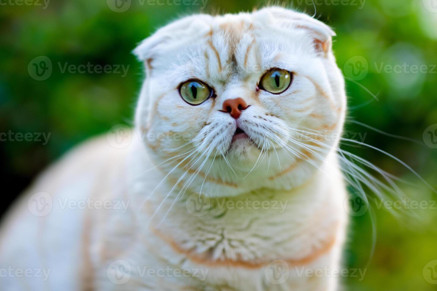 Embracing the Beauty of a Beautiful Cute Whiskered Charm Scottish Fold, Where Playful Elegance and Endearing Whiskers Combine in a Captivating Portrait of Feline Delight, Bringing Joy to Every Heart photo