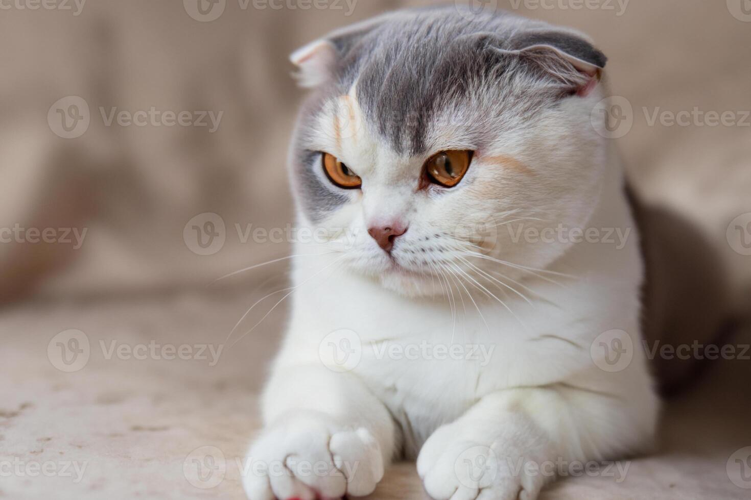 Embracing the Beauty of a Beautiful Cute Whiskered Charm Scottish Fold, Where Playful Elegance and Endearing Whiskers Combine in a Captivating Portrait of Feline Delight, Bringing Joy to Every Heart photo