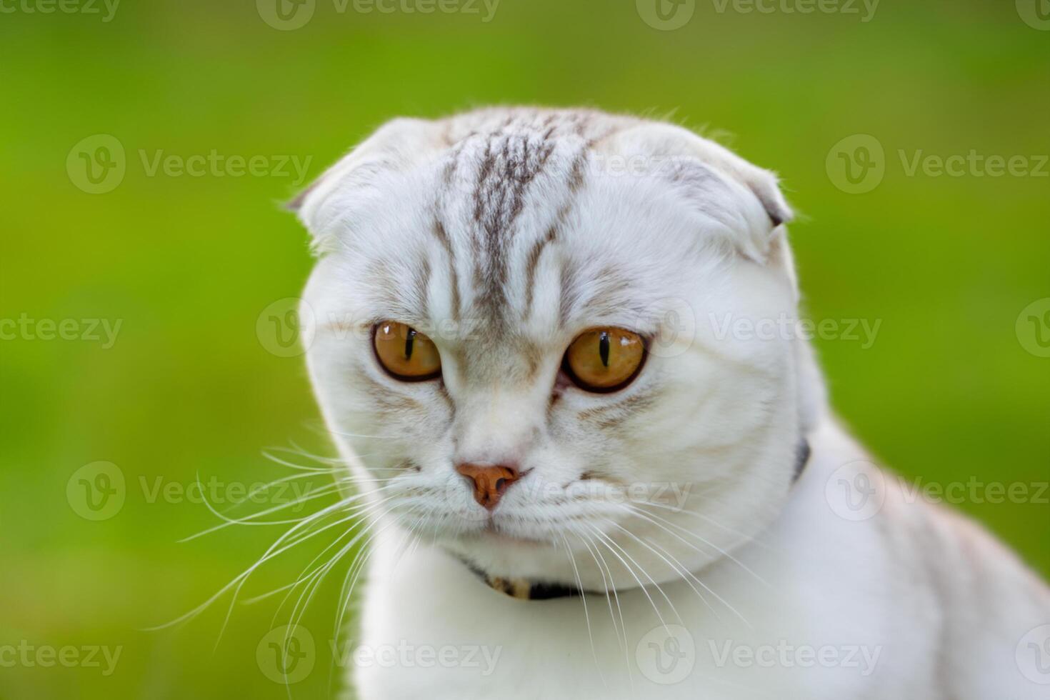 Embracing the Beauty of a Beautiful Cute Whiskered Charm Scottish Fold, Where Playful Elegance and Endearing Whiskers Combine in a Captivating Portrait of Feline Delight, Bringing Joy to Every Heart photo