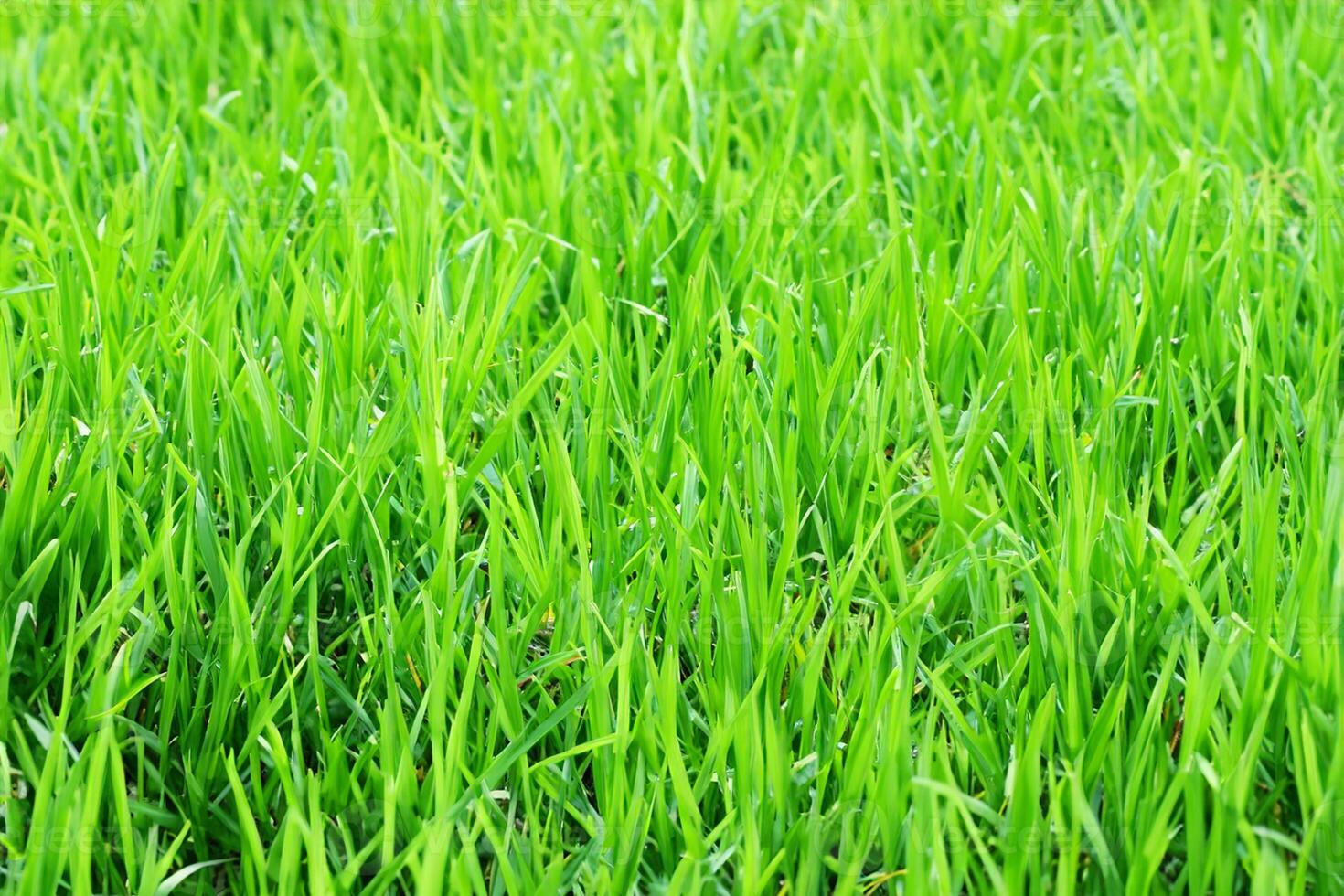 GeneraThe Sublime Dance of Grass with Dew, Exposed to Light in the Glorious Morning, Conjuring a Serene Tapestry of Nature's Awakening Beautyted image photo