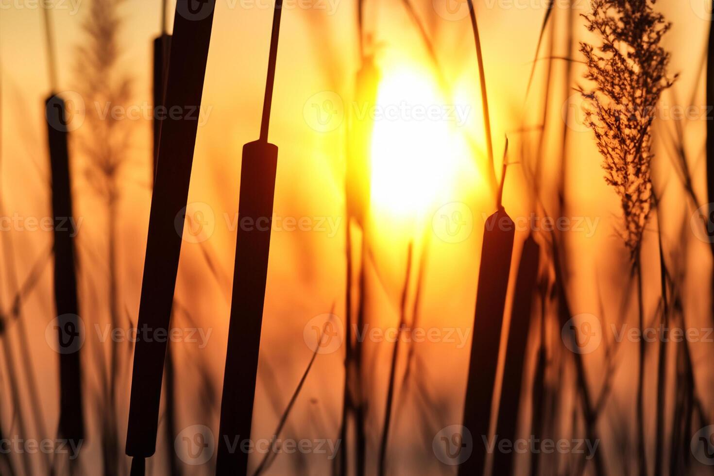 Reed Flowers Bask in the Radiant Glow of the Evening Sun, Creating a Spectacular Tapestry of Nature's Ephemeral Beauty in the Tranquil Twilight Sky photo