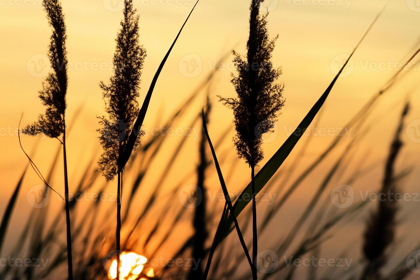 Reed Flowers Bask in the Radiant Glow of the Evening Sun, Creating a Spectacular Tapestry of Nature's Ephemeral Beauty in the Tranquil Twilight Sky photo