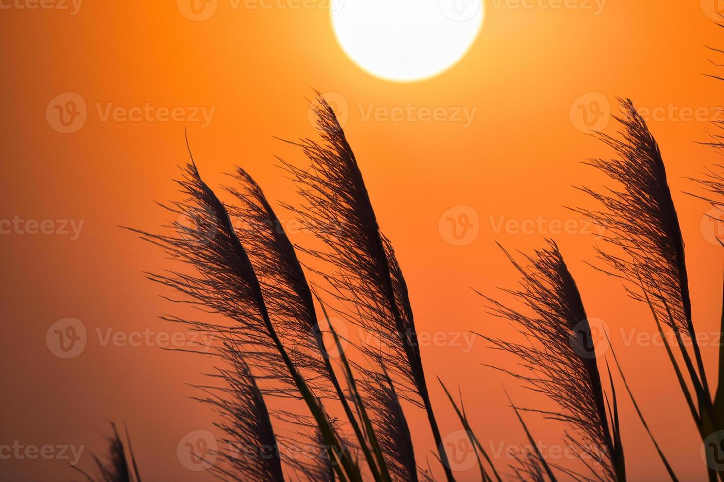 Reed Flowers Bask in the Radiant Glow of the Evening Sun, Creating a Spectacular Tapestry of Nature's Ephemeral Beauty in the Tranquil Twilight Sky photo