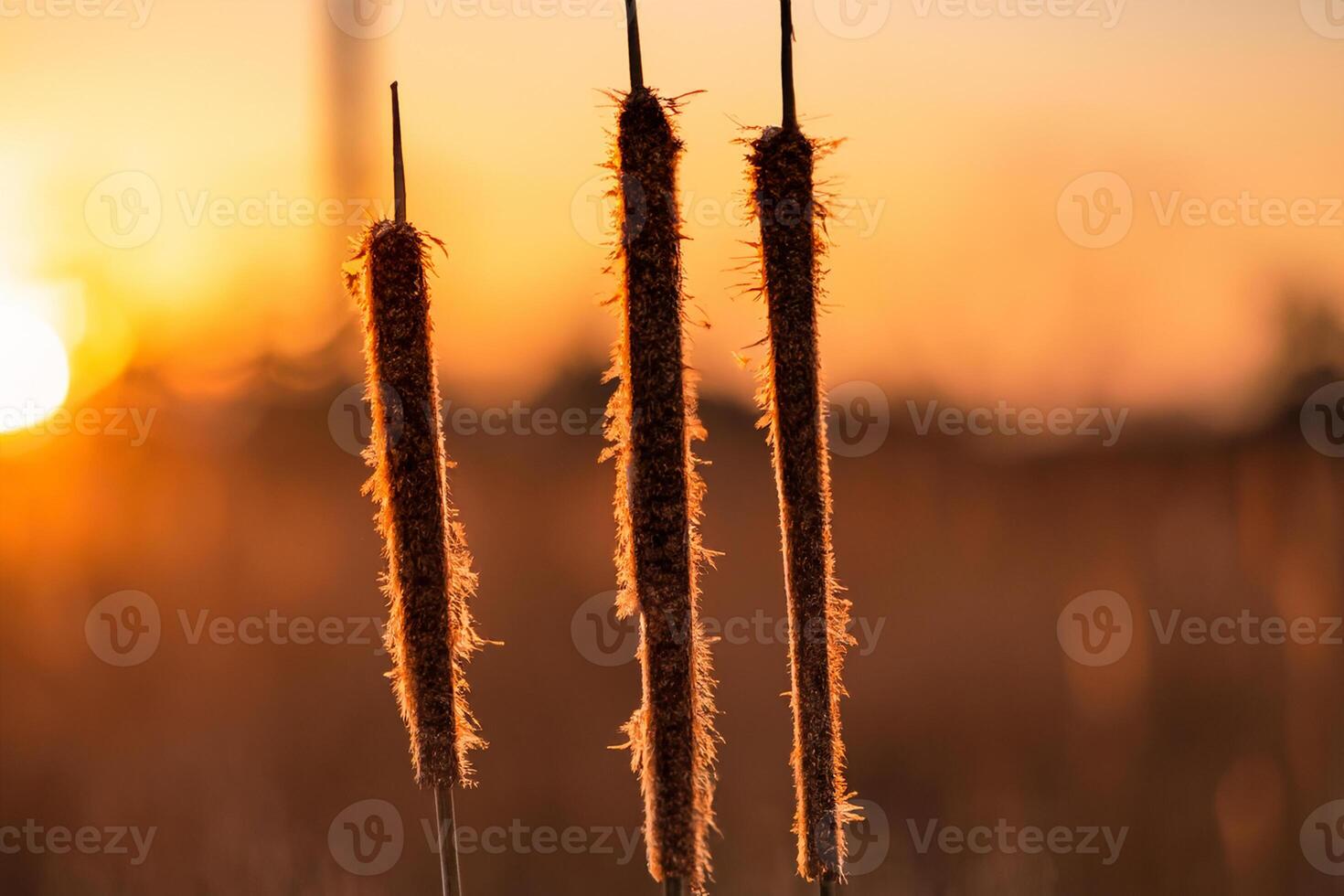 Reed Flowers Bask in the Radiant Glow of the Evening Sun, Creating a Spectacular Tapestry of Nature's Ephemeral Beauty in the Tranquil Twilight Sky photo