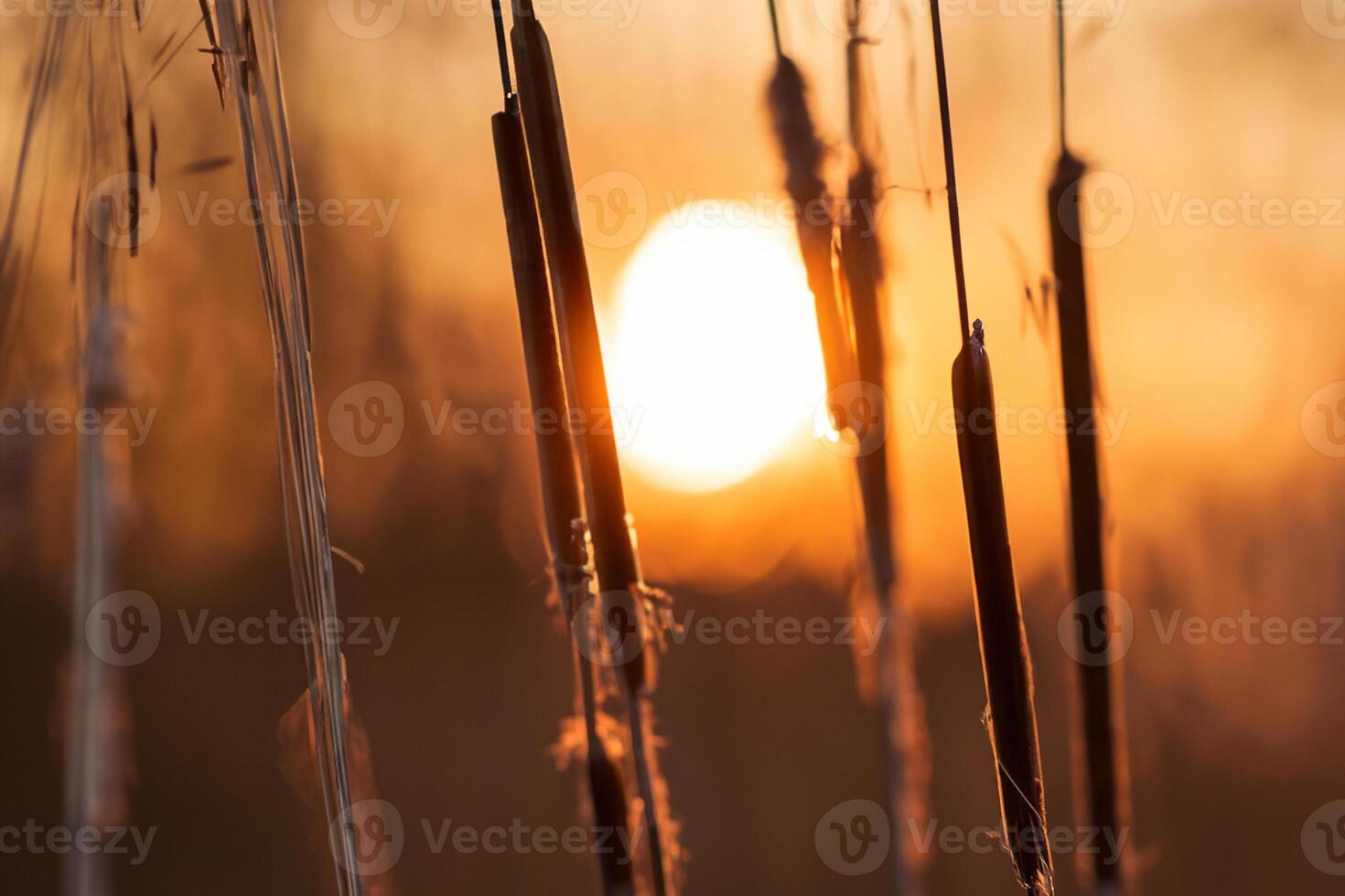 Reed Flowers Bask in the Radiant Glow of the Evening Sun, Creating a Spectacular Tapestry of Nature's Ephemeral Beauty in the Tranquil Twilight Sky photo