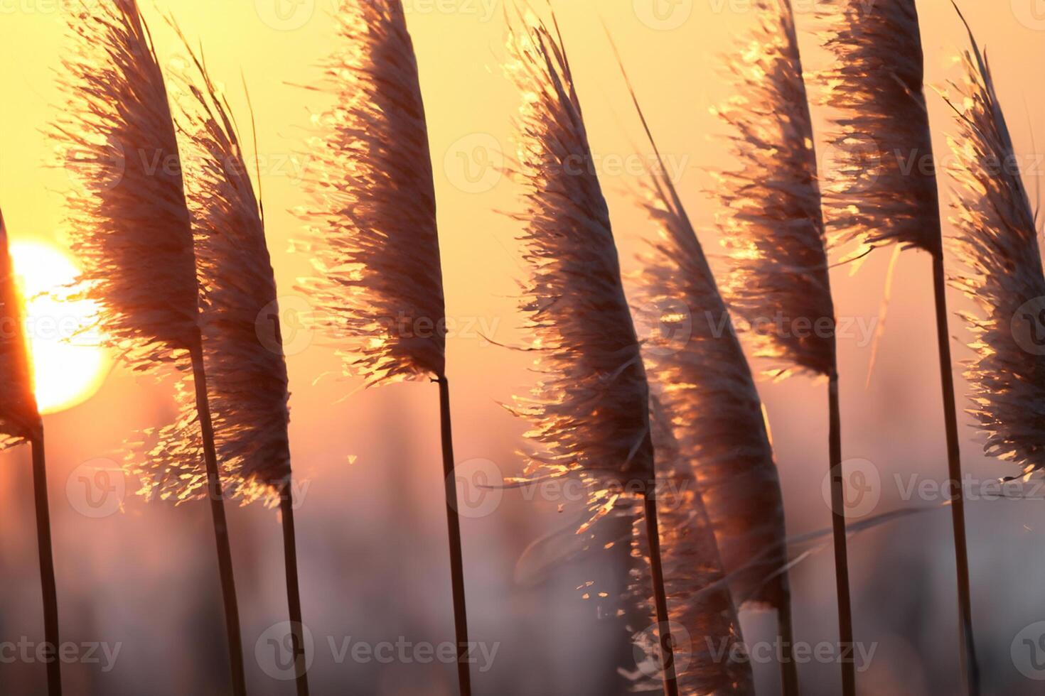 Reed Flowers Bask in the Radiant Glow of the Evening Sun, Creating a Spectacular Tapestry of Nature's Ephemeral Beauty in the Tranquil Twilight Sky photo