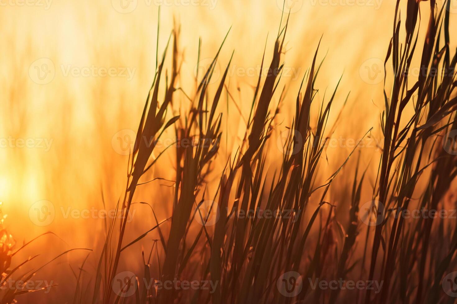 Reed Flowers Bask in the Radiant Glow of the Evening Sun, Creating a Spectacular Tapestry of Nature's Ephemeral Beauty in the Tranquil Twilight Sky photo