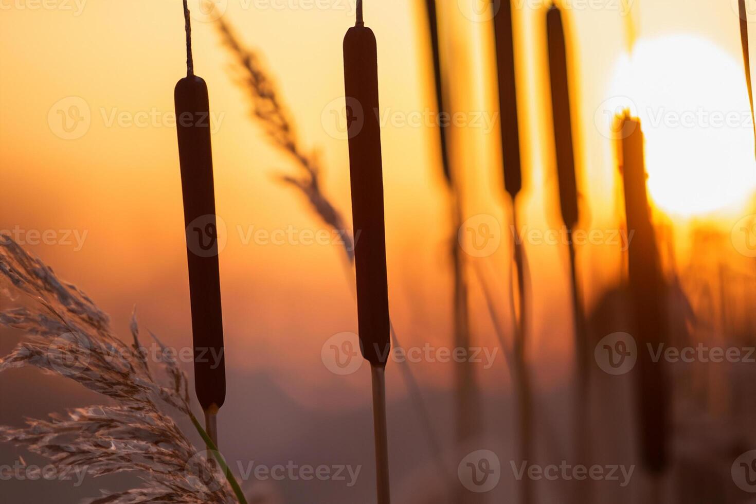 Reed Flowers Bask in the Radiant Glow of the Evening Sun, Creating a Spectacular Tapestry of Nature's Ephemeral Beauty in the Tranquil Twilight Sky photo