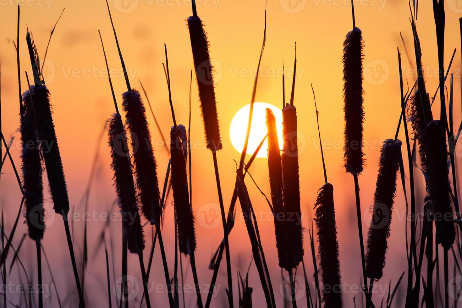 Reed Flowers Bask in the Radiant Glow of the Evening Sun, Creating a Spectacular Tapestry of Nature's Ephemeral Beauty in the Tranquil Twilight Sky photo