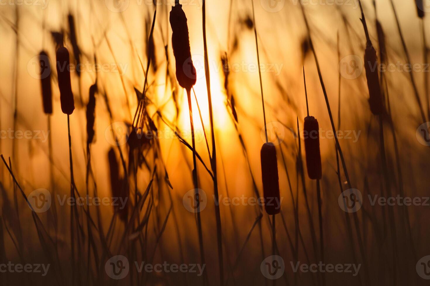 Reed Flowers Bask in the Radiant Glow of the Evening Sun, Creating a Spectacular Tapestry of Nature's Ephemeral Beauty in the Tranquil Twilight Sky photo