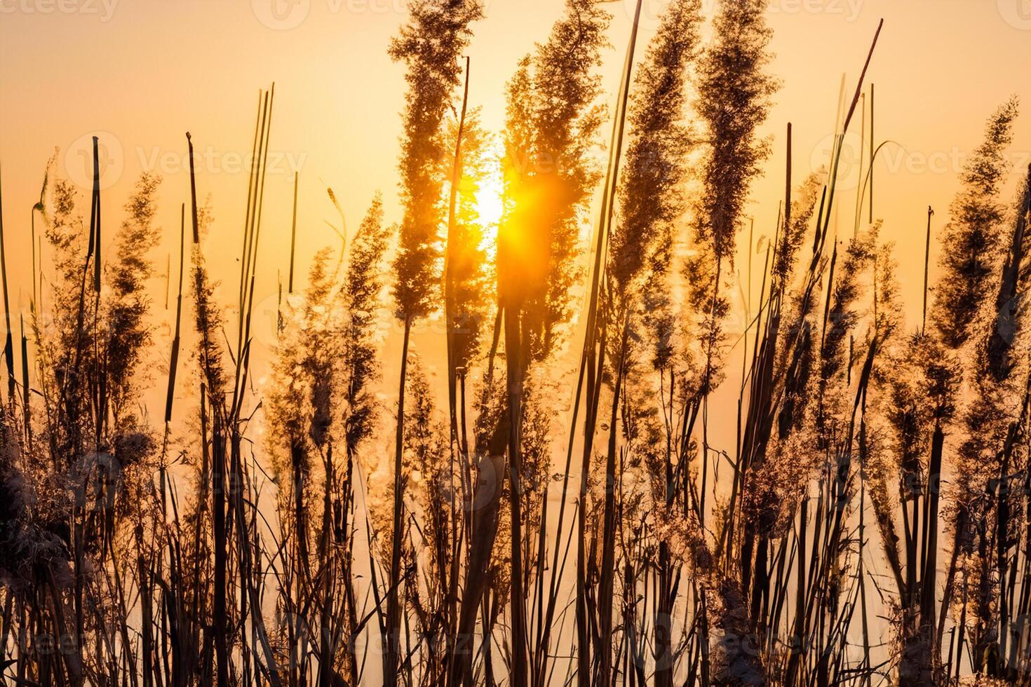 Reed Flowers Bask in the Radiant Glow of the Evening Sun, Creating a Spectacular Tapestry of Nature's Ephemeral Beauty in the Tranquil Twilight Sky photo