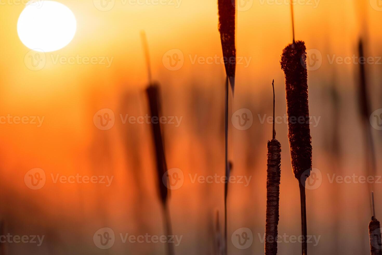 Reed Flowers Bask in the Radiant Glow of the Evening Sun, Creating a Spectacular Tapestry of Nature's Ephemeral Beauty in the Tranquil Twilight Sky photo