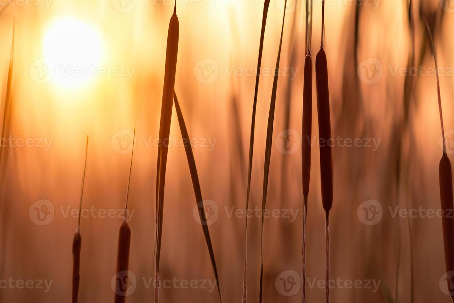 Reed Flowers Bask in the Radiant Glow of the Evening Sun, Creating a Spectacular Tapestry of Nature's Ephemeral Beauty in the Tranquil Twilight Sky photo