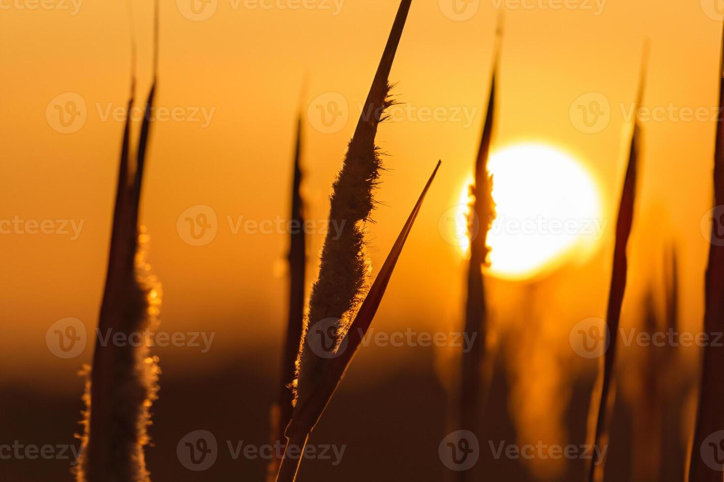 Reed Flowers Bask in the Radiant Glow of the Evening Sun, Creating a Spectacular Tapestry of Nature's Ephemeral Beauty in the Tranquil Twilight Sky photo