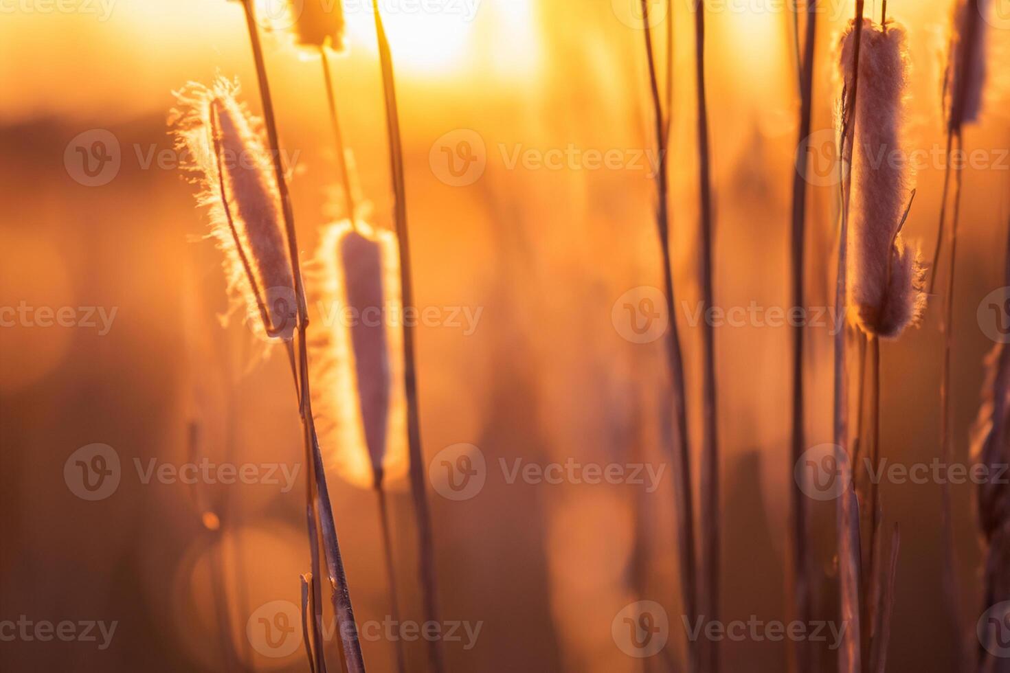 Reed Flowers Bask in the Radiant Glow of the Evening Sun, Creating a Spectacular Tapestry of Nature's Ephemeral Beauty in the Tranquil Twilight Sky photo