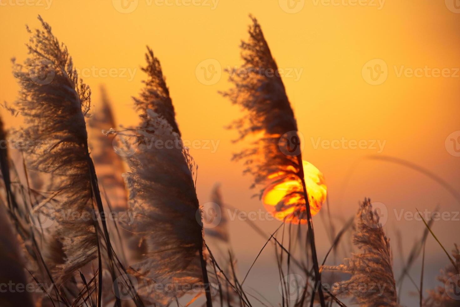 Reed Flowers Bask in the Radiant Glow of the Evening Sun, Creating a Spectacular Tapestry of Nature's Ephemeral Beauty in the Tranquil Twilight Sky photo