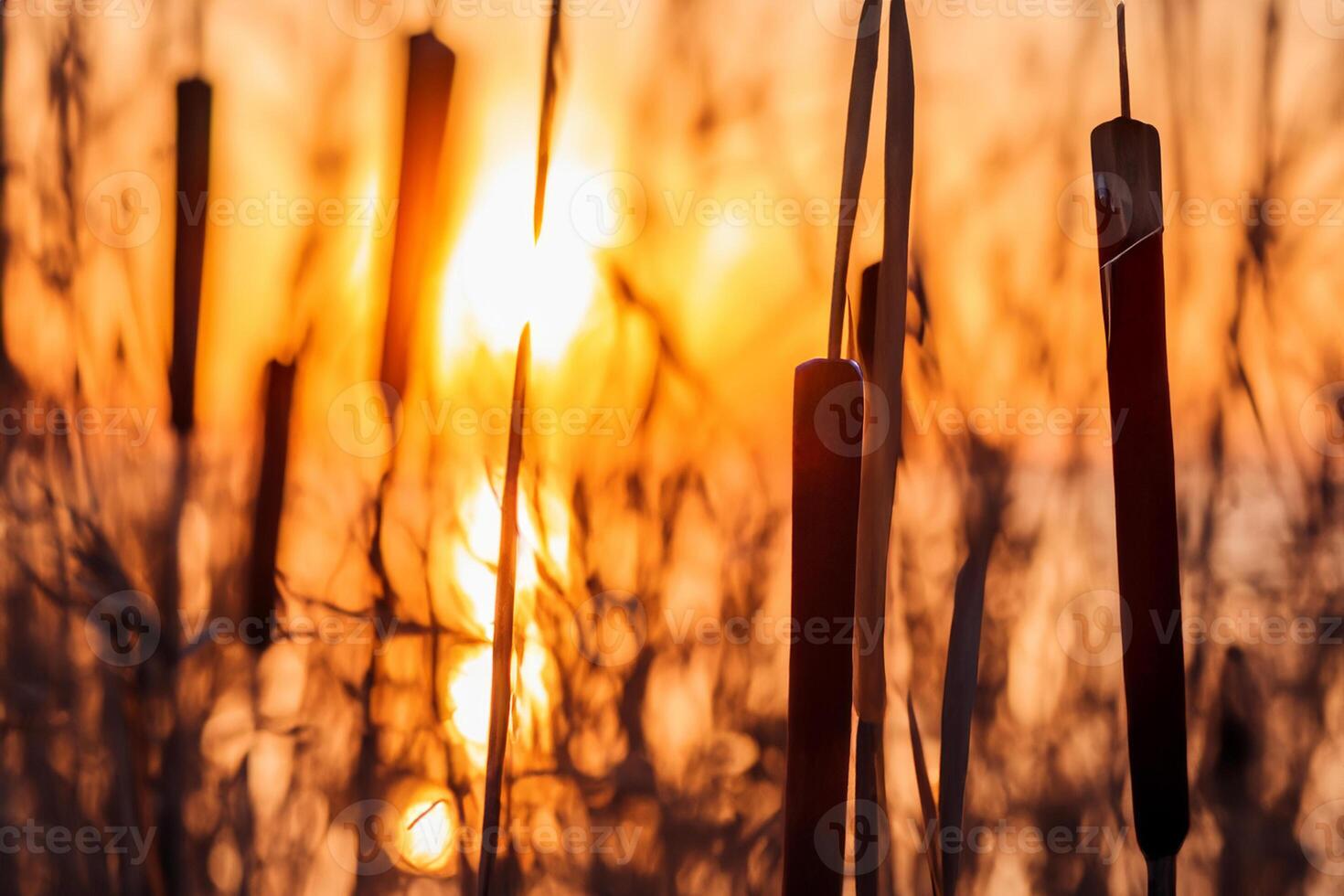 Reed Flowers Bask in the Radiant Glow of the Evening Sun, Creating a Spectacular Tapestry of Nature's Ephemeral Beauty in the Tranquil Twilight Sky photo